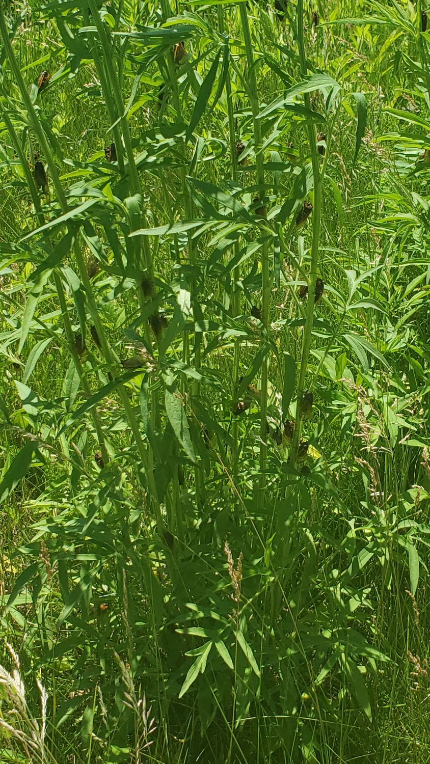 Oak Ridge Forest Preserve 